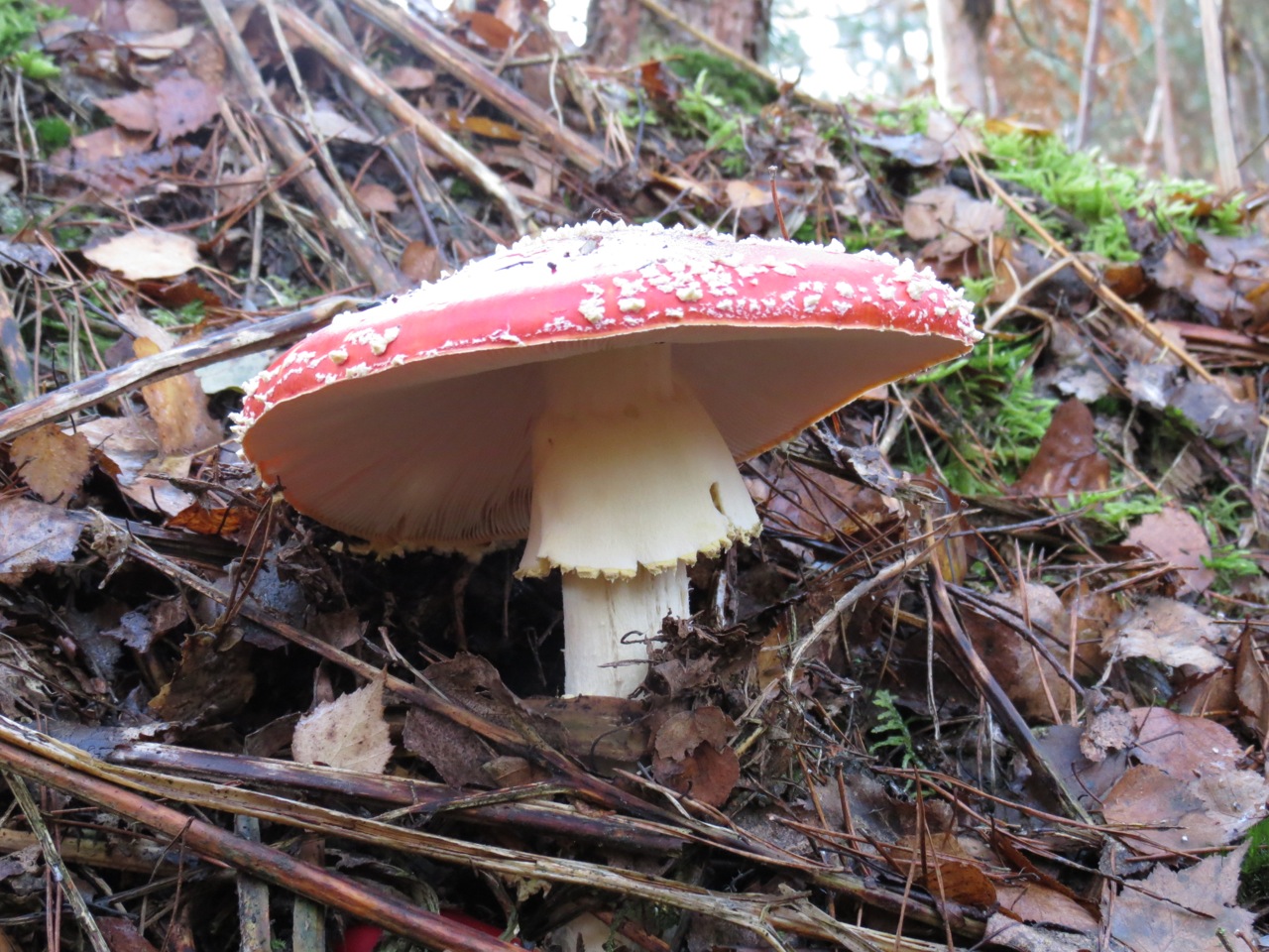 2014-11-02-Sortie myco au Mesle